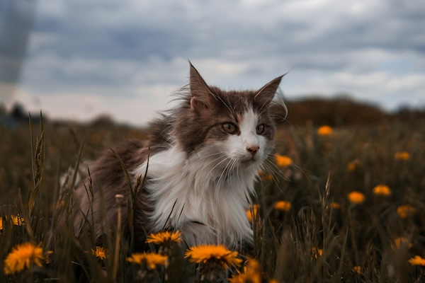 Willa, cat