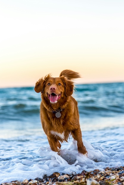Winnie, dog