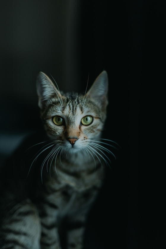 Waffles, cat