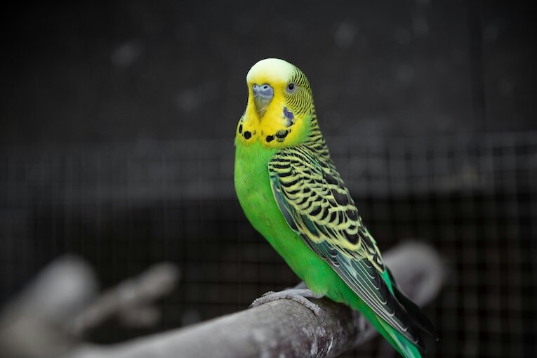 Pip, budgie