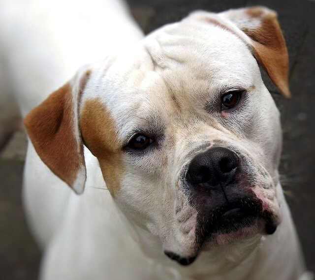 Boone, dog