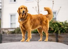 Ollie, dog