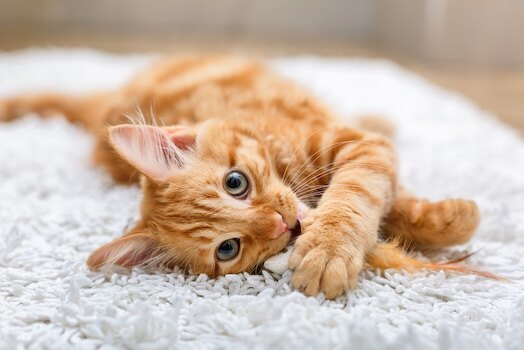 Basil, cat