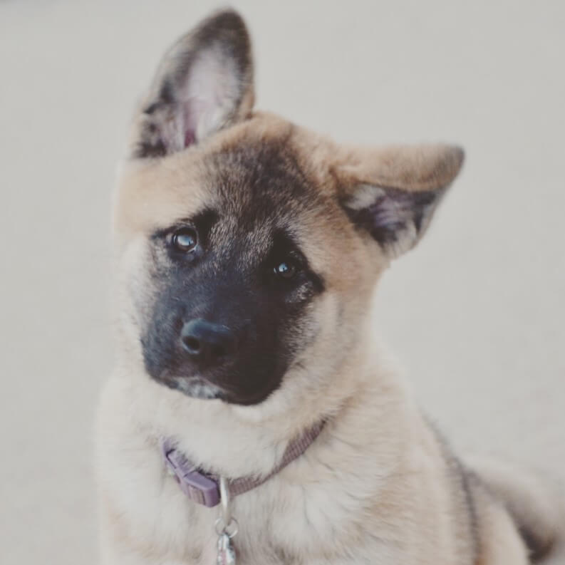 Scout, dog