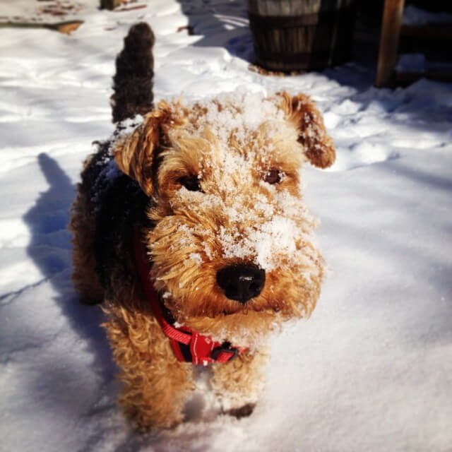 Moose, dog