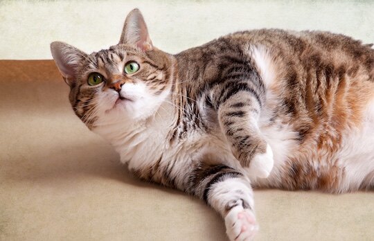 Clementine, cat