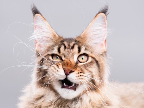 Poppy, cat