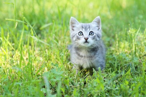 Olive, cat
