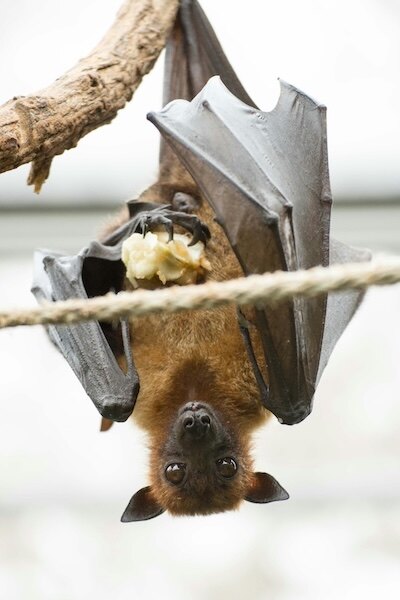 Echo, bat