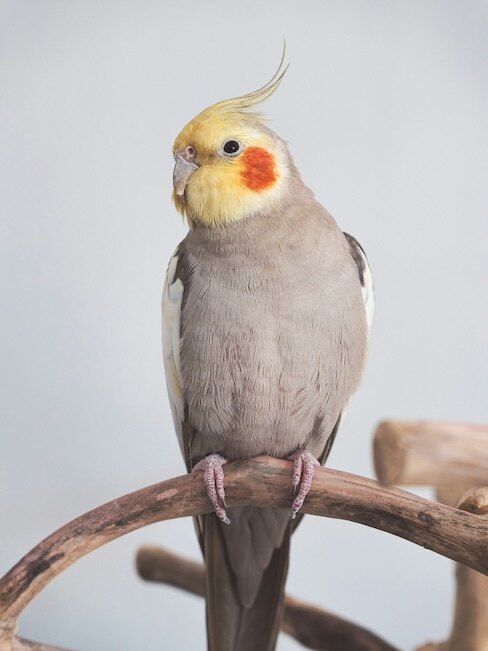 Kiwi, cockatiel