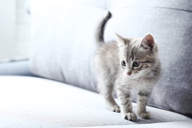 Nutmeg, cat