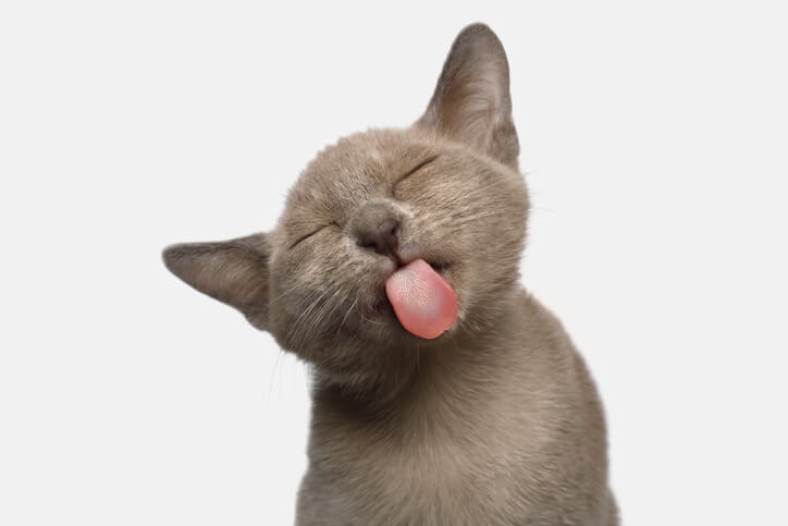 Marbles, cat