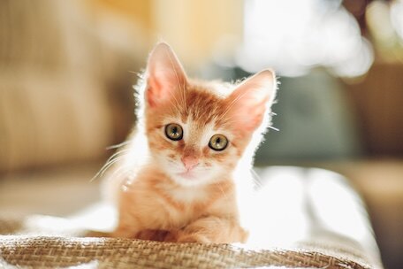 Socks, cat