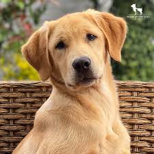 Rusty, dog