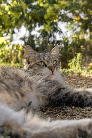 Mimi, cat