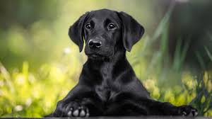 Nugget, dog