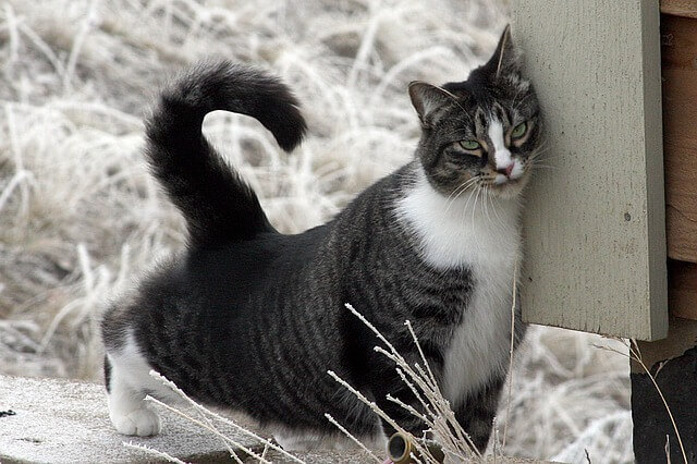 Ash, cat