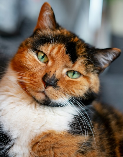 Ginger, cat