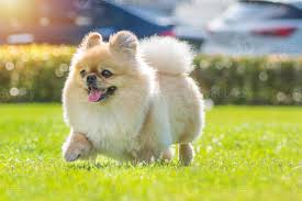Bruno, dog
