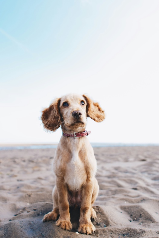 Daisy, dog