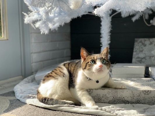 Smoke, cat