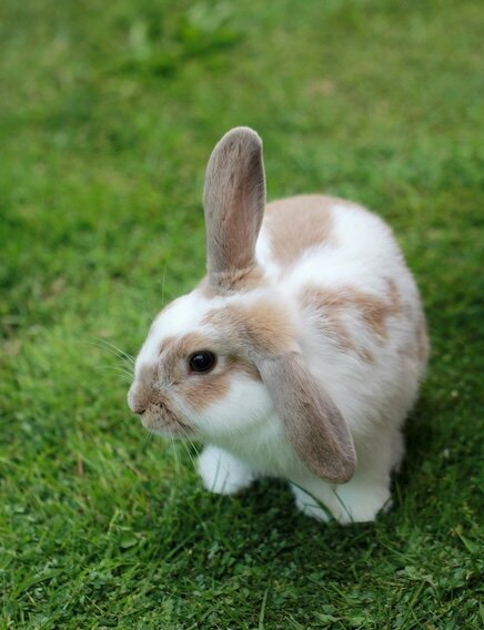 Marshmallow, rabbit
