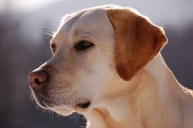 Scarlet, dog