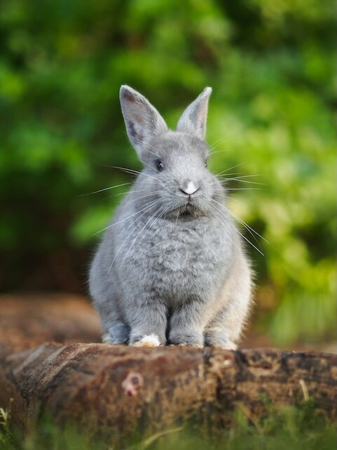 Clove, rabbit