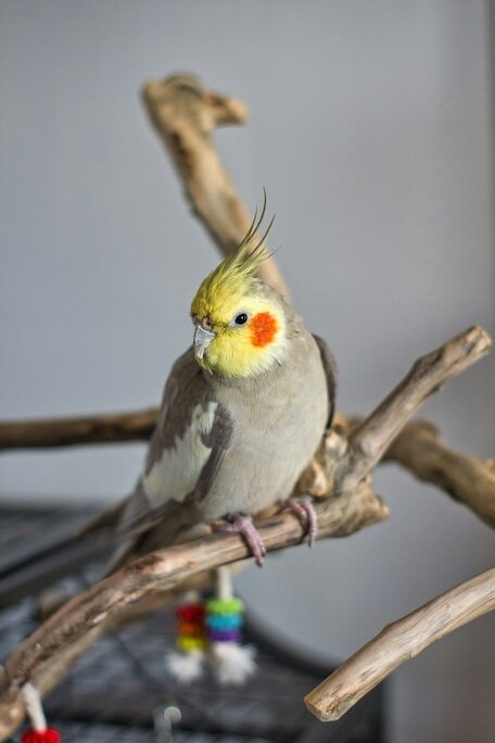Sunny, cockatiel