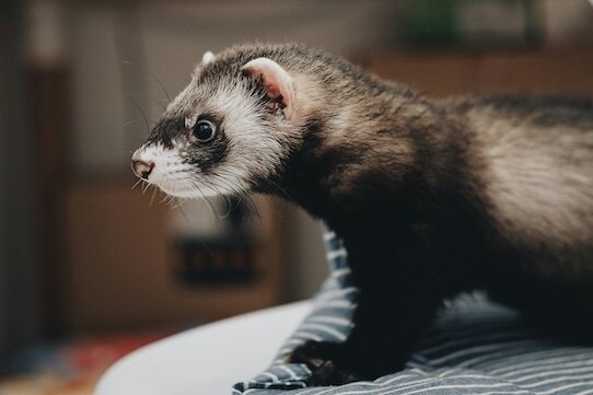Zippy, ferret