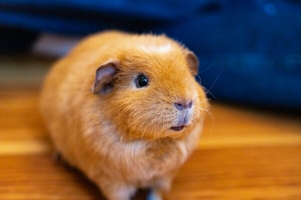 Popcorn, guinea pig