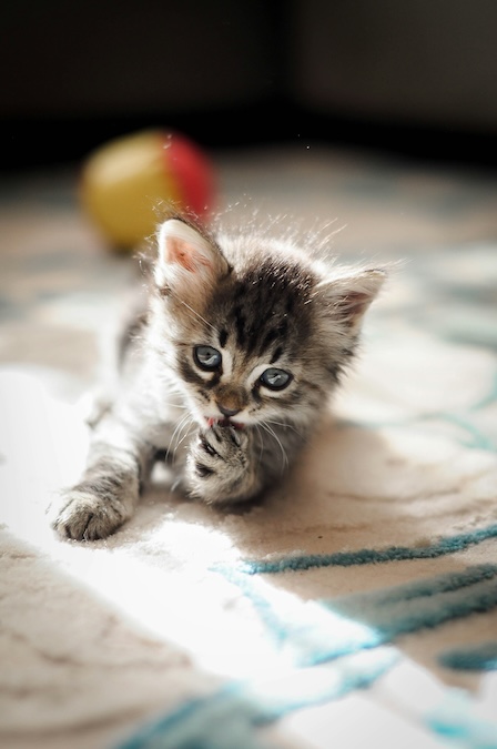 Wren, cat