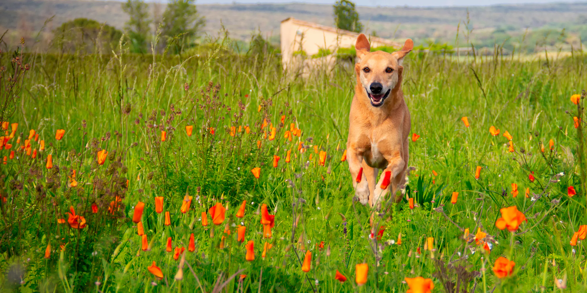 A happy dog running through a field of orange flowers